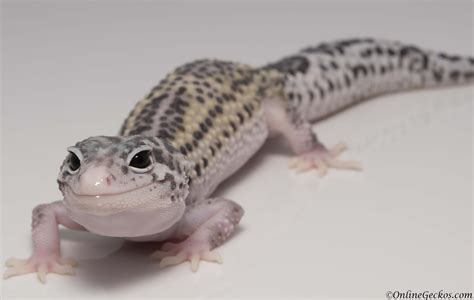 <b>Leopard</b> <b>Geckos</b> <b>for sale</b> at BHB Reptiles! BHB has one of the largest selections of <b>Leopard</b> <b>Geckos</b> in the United States. . Female leopard geckos for sale